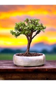 Bonsai saksısı ( Bonsai Hediyeli) thumbnail 2