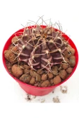 Gymnocalycium Mihanovichii thumbnail 1