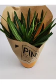 Madagaskar Palmiyesi 25cm/35cm thumbnail 5