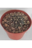 Dörtlü Gymnocalycium Mihanovichii Set thumbnail 3