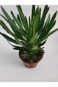 Madagaskar Palmiyesi 25cm/35cm thumbnail 2