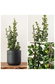 Bonsai Para Ağacı Dekoratif Saksıda Hediyelik thumbnail 2