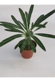 Madagaskar Palmiyesi thumbnail 3