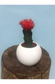 Beton Saksıda  Kaktüs thumbnail 1