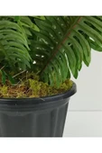 Plastik Saksıda Nephrolepis (Aşk Merdiveni) Bitki 60cm thumbnail 3