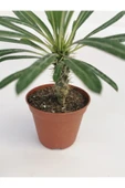 Madagaskar Palmiyesi thumbnail 2