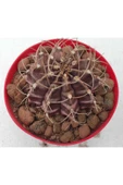 Gymnocalycium Mihanovichii thumbnail 2