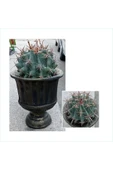 Dev Kupa Da Ferocactus Kaktüs 20 Cm Çap thumbnail 1