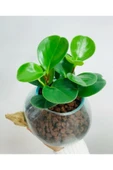 Cam Saksıda Peperomia thumbnail 1