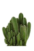 Cereus Peruvianus -florida-radrasyon thumbnail 2