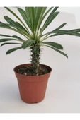 Madagaskar Palmiyesi thumbnail 4