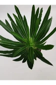 Madagaskar Palmiyesi 25cm/35cm thumbnail 4