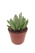 Leş Kaktüs - 8.5 Cm Saksıda thumbnail 3