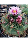 Dev Kupa Da Ferocactus Kaktüs 20 Cm Çap thumbnail 2