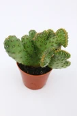 Opuntia Ssp Cristata Kaktüs thumbnail 2