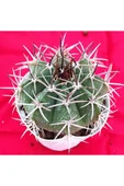 Melocactus-kaktüs-10.5 Cm Saksı-ref4b/49 thumbnail 1