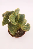 Opuntia Microdasys Cristata - 8.5 Cm Saksıda thumbnail 2