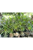 Madagaskar Palmiyesi thumbnail 2