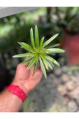 Madagaskar Palmiyesi thumbnail 4