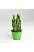 Cereus Peruvianus -florida-radrasyon thumbnail 1