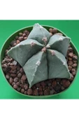 Papaz Takkesi thumbnail 2