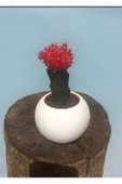 Beton Saksıda  Kaktüs thumbnail 2