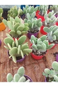 Opuntia Microdasys(tavsan Kaktus) thumbnail 2