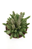 Leş Kaktüs - 8.5 Cm Saksıda thumbnail 2