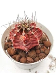 Gymnocalycium Mihanovichii thumbnail 1
