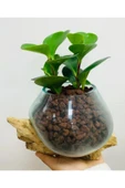 Cam Saksıda Peperomia thumbnail 2