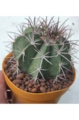Melocactus Matanzanus thumbnail 1