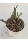 Leş Kaktüs-8.5 cm Saksı-ref 19f/94 thumbnail 1