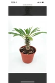 Madagaskar Palmiyesi thumbnail 1