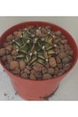 Dörtlü Gymnocalycium Mihanovichii Set thumbnail 5