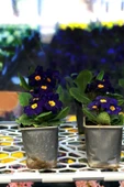 Portatif Bahçe Balkon Serası SERA thumbnail 3