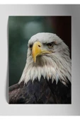 Kartal Eagle - Metal Poster Tablo thumbnail 1