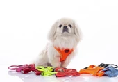 Tailpetz Air Mesh Harness Göğüs Tasması Emerald XSmall thumbnail 3