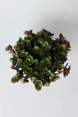 Callisia Repens (Turtle Vine) – Dekoratif Sarkan Ev Bitkisi thumbnail 3