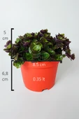 Callisia Repens (Turtle Vine) – Dekoratif Sarkan Ev Bitkisi thumbnail 2