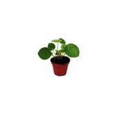 Pilea Çin Para Çiçeği Fidanı 10-20 cm thumbnail 2