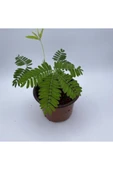 Küstüm Çiçeği Bitkisi Saksılı 10-20 Cm thumbnail 2