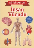 Eğitici Kartlar İnsan Vücudu thumbnail 3