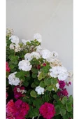Top Sardunya Fidesi 10-20 cm thumbnail 2