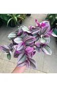 Pembe Telgraf Çiçeği Nanouk Telgraf Çiçeği 10-20 cm thumbnail 3