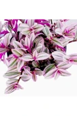 Pembe Telgraf Çiçeği Nanouk Telgraf Çiçeği 10-20 cm thumbnail 2