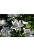 Gardenya Çiçeği Fidanı 10-20 cm thumbnail 1