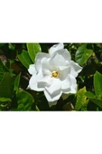 Gardenya Çiçeği Fidanı 10-20 cm thumbnail 2