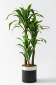 Yapay Dracena thumbnail 9