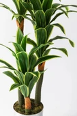 Yapay Dracena thumbnail 3