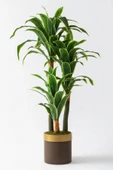 Yapay Dracena thumbnail 7